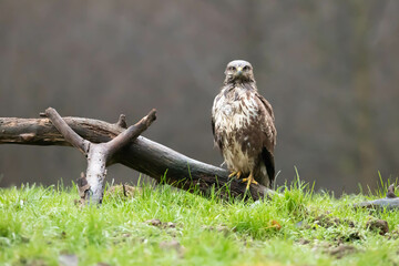 Common Buzzard Buteo buteo