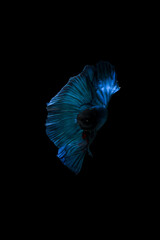 Betta fish, Siamese fighting fish, betta halfmoon, Betta splendens, blue halfmoon betta isolated on black background