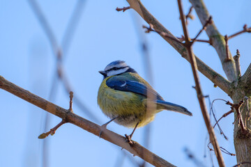 Blue tit ( Cyanistes caeruleus ) close up