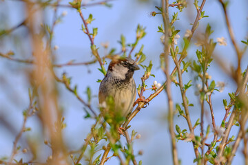 Сmall passer domesticus with brown plumage sitting on bush branch