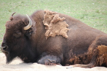 American bison in park on grass resting