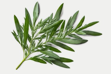 Tarragon leaves are isolated on a white backdrop using a clipping path. Generative AI