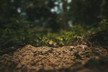Soil and green plants