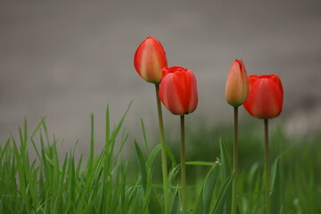 Tulips bloomed red in spring, they burn from dawn to evening, and at night the lanterns shine white and people hide in their houses.