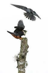 Bat Falcon flying