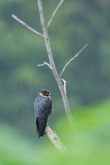 Bat Falcon hunting from branch