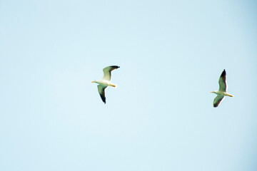 Seagulls