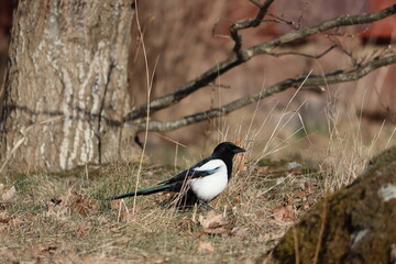 Fototapeta premium Sweden. The Eurasian magpie or common magpie (Pica pica) is a resident breeding bird throughout the northern part of the Eurasian continent.