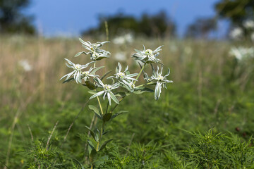 Wild white edelweiss blooming on the meadow