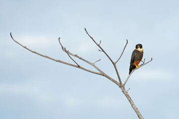 Bat Falcon hunting from branch