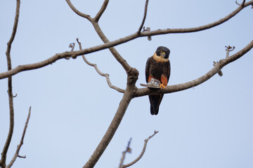 Bat Falcon hunting from branch