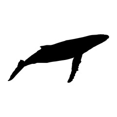 Humpback whale silhouette on white background. World ocean. Whale