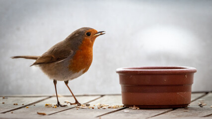European Robin