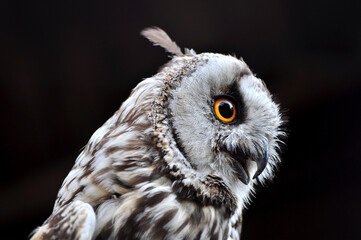 Long-eared owl (Asio otus) portrait