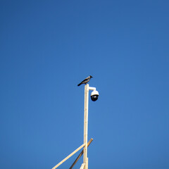  security cameras scan the street.