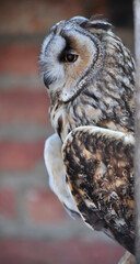 Long-eared owl (Asio otus) portrait