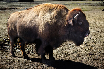 The American bison or simply bison.