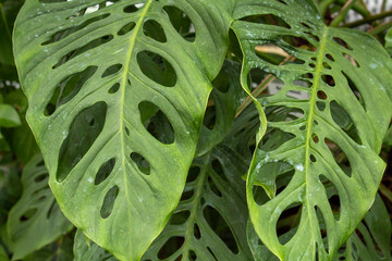 close up of green Monstera leaves