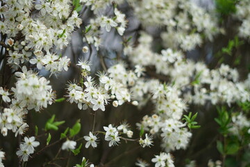 flowers in the garden
