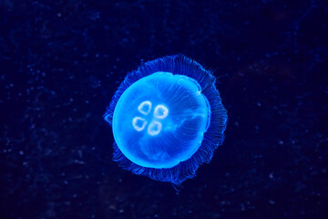Beautiful illuminated ear jellyfish in aquarium.