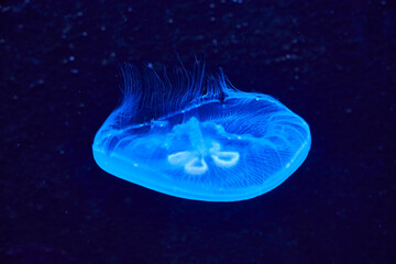 Beautiful illuminated ear jellyfish in aquarium.