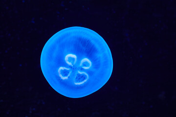 Naklejka na ściany i meble Beautiful illuminated ear jellyfish in aquarium.