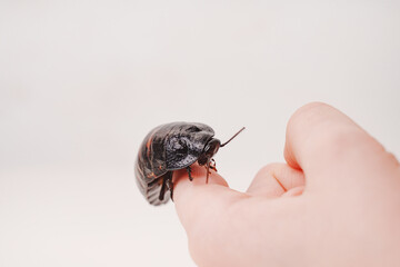 a large hissing Madagascar cockroach in children's hands