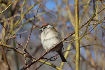 Sweden. The Eurasian tree sparrow (Passer montanus) is a passerine bird in the sparrow family with a rich chestnut crown and nape, and a black patch on each pure white cheek.