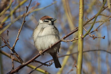 Sweden. The Eurasian tree sparrow (Passer montanus) is a passerine bird in the sparrow family with a rich chestnut crown and nape, and a black patch on each pure white cheek.
