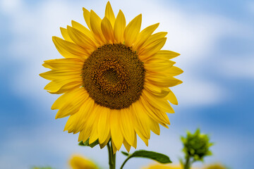 Fototapeta premium Sunflowers are Growing on the Big field. Wonderful view field of sunflowers by summertime. Sunflower is a popular field planted for vegetable oil production. Close up. Selective focus