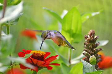 Hummingbird sipping nectar from red flower