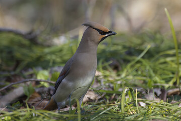 リュウノヒゲの実を食べるため地面に降りたヒレンジャク