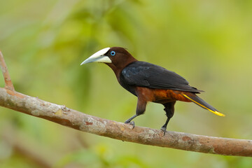 Chestnut-headed Oropendola foraging for insects