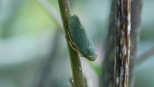 Plant bug peeing on a tree trunk