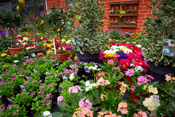 Beautiful spring flowers in a greenhouse