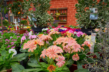 Fototapeta na wymiar Lewisia cotyledon beautiful spring flowers in a greenhouse