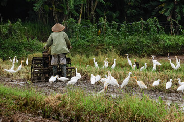 cranes looking for food in the fields