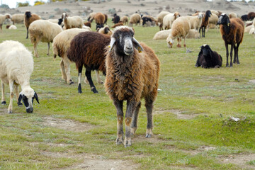 Obraz na płótnie Canvas flock sheep on a meadow