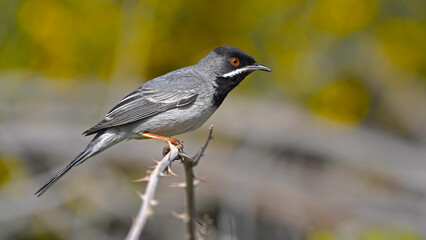 Rüppell`s Warbler on a branch in nature 