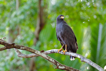 Common Black Hawk perching on a branch