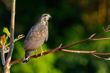 Juvenile Common Black Hawk perching on a branch