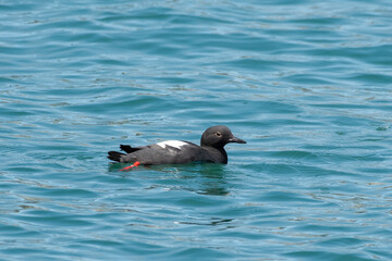 Pigeon guillemot in water