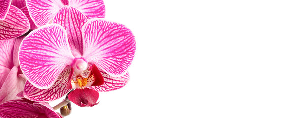 Naklejka na ściany i meble pink orchid flower isolated on white