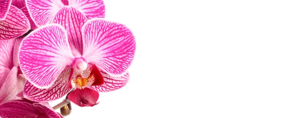 Poster pink orchid flower isolated on white © agrus