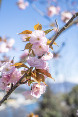 Nahaufnahme einer rosa Kirschblüte