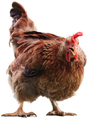 Big organic roaming natural red and village chicken