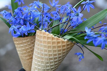 blue snowdrops in waffle cones in a gloved hand. gardening concept. primrose. spring background