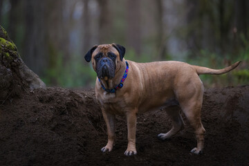 2023-04-08 SIDE SHOT OF A LARGE BULLMASTIFF STANDING LOOKIN GINTO TEH CAMERA WITH A BLURRED BACKGROUND ON MERCER ISLAND WASHINGTON