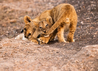 Lion cub's mischievous fervor