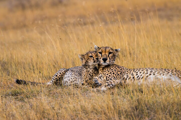 Mother and daughter cheetah © Eric